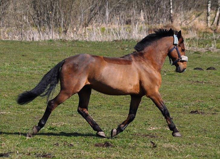 Anden særlig race Nygaards Beebob billede 5
