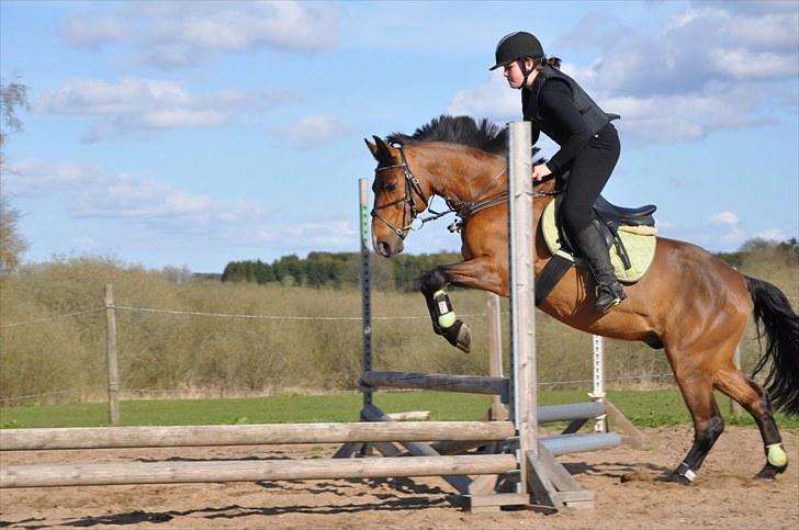 Anden særlig race Nygaards Beebob billede 6