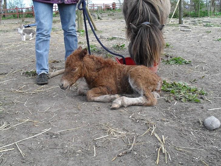 Shetlænder Thorshøjs Vega - Vega ca. 30 min. efter fødsel billede 5