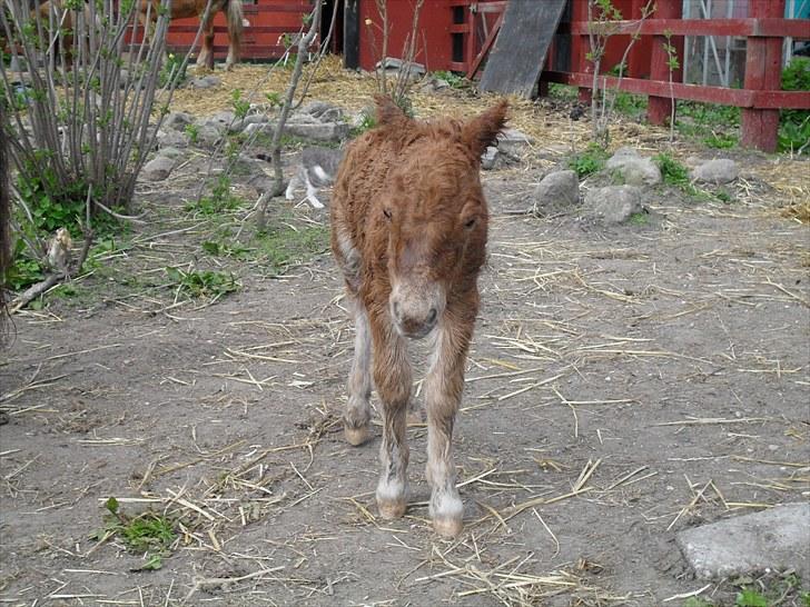 Shetlænder Thorshøjs Vega - Vega ca. 30 min. efter fødsel billede 6