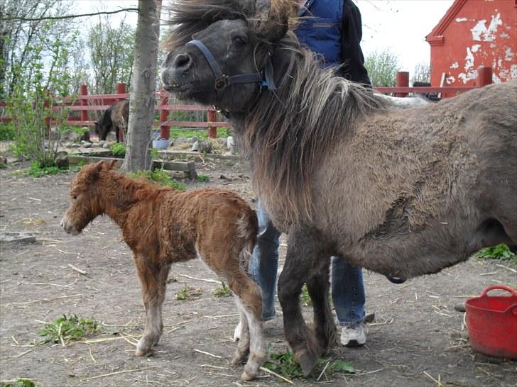 Shetlænder Thorshøjs Vega - Vega ca. 30 min. efter fødsel billede 7