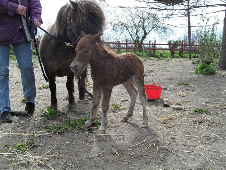 Shetlænder Thorshøjs Vega - Vega ca. 30 min. efter fødsel billede 8