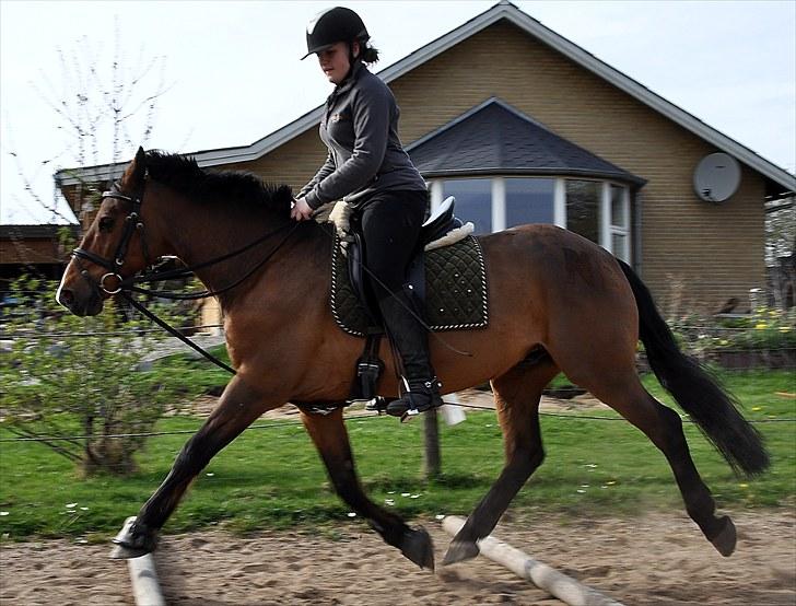 Anden særlig race Nygaards Beebob billede 8