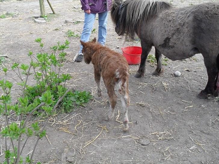 Shetlænder Thorshøjs Vega - Vega ca. 30 min. efter fødsel billede 9
