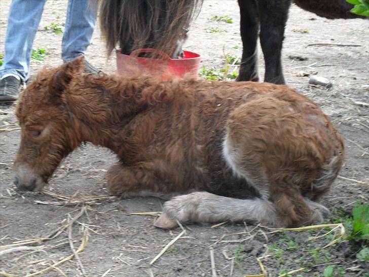 Shetlænder Thorshøjs Vega - Vega ca. 30 min. efter fødsel billede 10