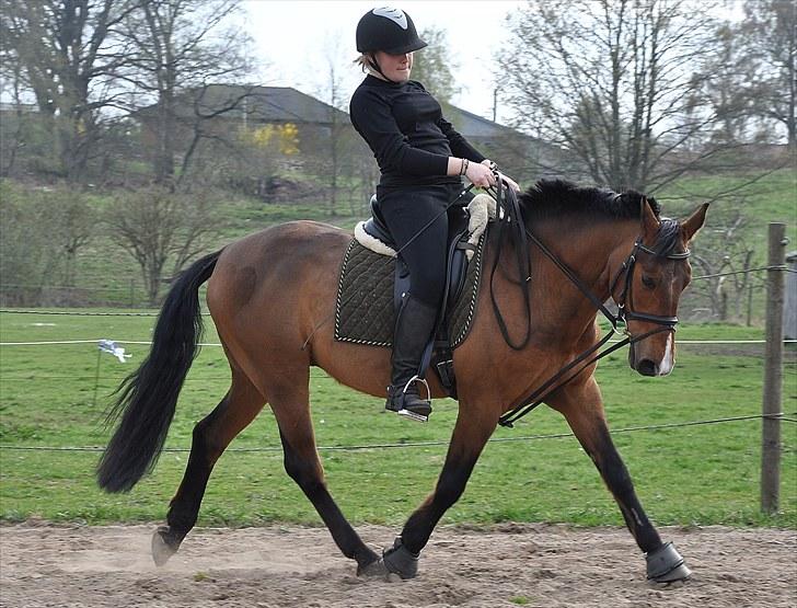Anden særlig race Nygaards Beebob billede 9