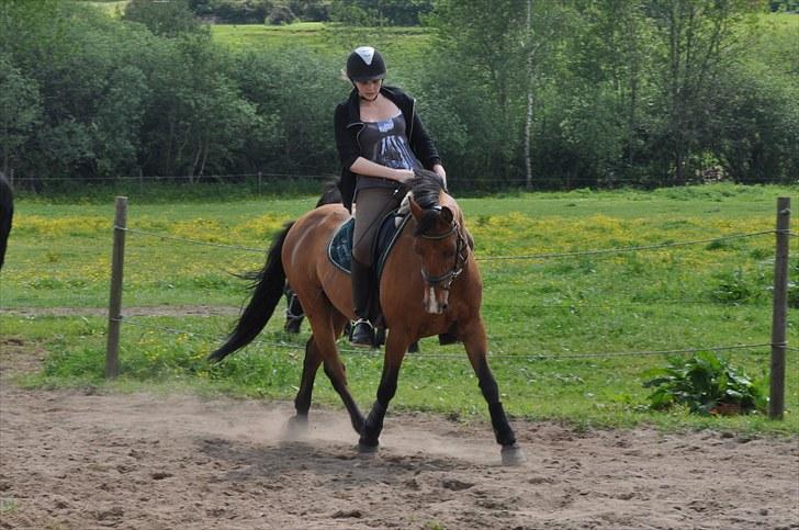 Anden særlig race Nygaards Beebob billede 10