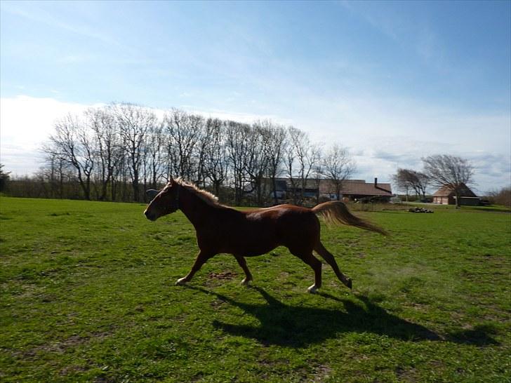 Frederiksborg Risagergaards Calypso Solgt billede 10