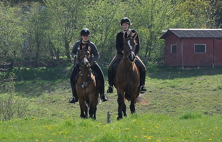 Anden særlig race Nygaards Beebob billede 11