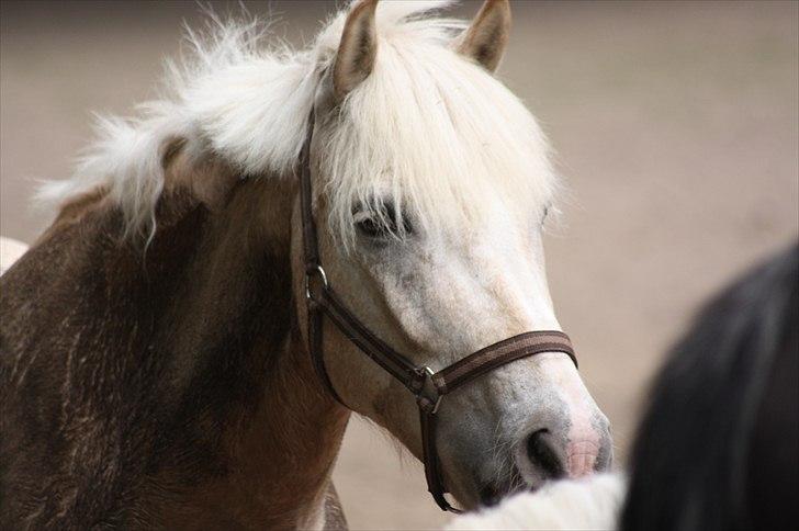 Anden særlig race Oswald <3 billede 2