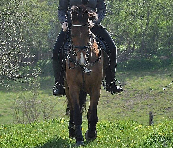 Anden særlig race Nygaards Beebob billede 12