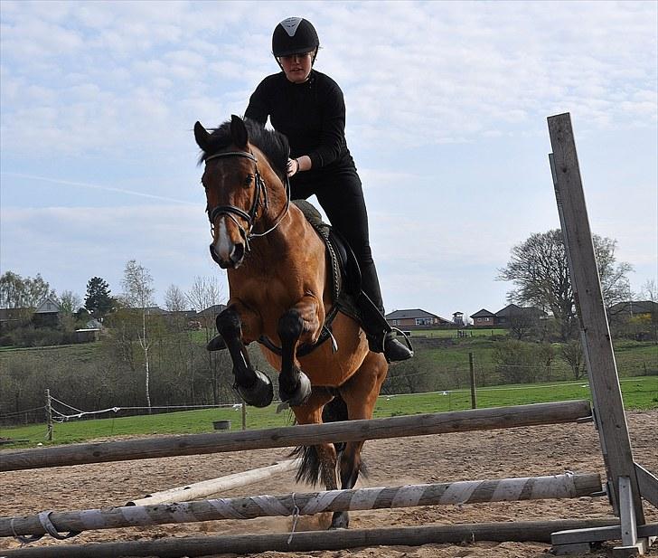 Anden særlig race Nygaards Beebob billede 13