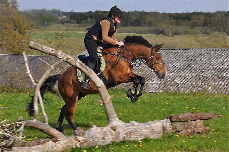Anden særlig race Nygaards Beebob billede 14