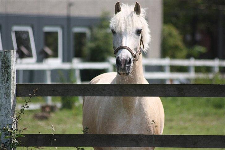 Anden særlig race Oswald <3 billede 3