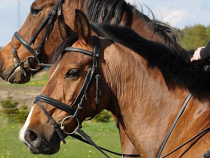 Anden særlig race Nygaards Beebob billede 15