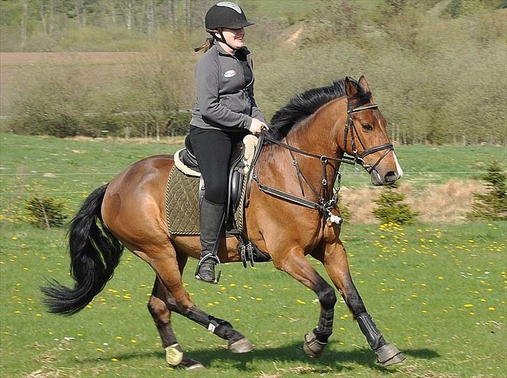 Anden særlig race Nygaards Beebob billede 16