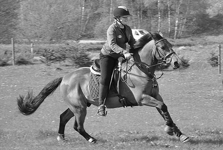 Anden særlig race Nygaards Beebob billede 17