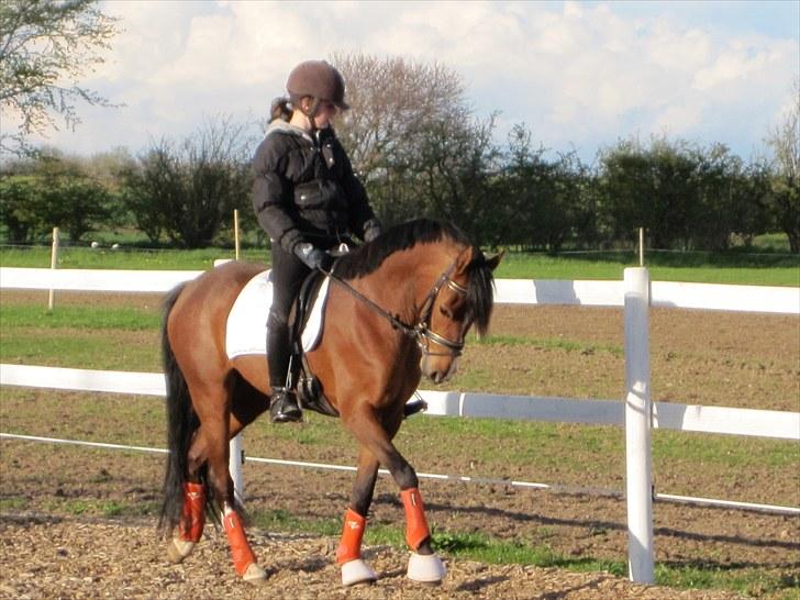 DSP Kentris Athene billede 12