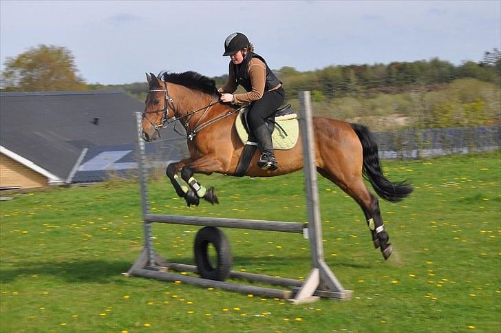 Anden særlig race Nygaards Beebob billede 18