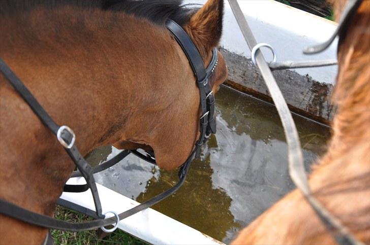 Anden særlig race Nygaards Beebob billede 19