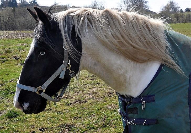 Irish Cob Blue Eyes [Himmelhest] billede 16