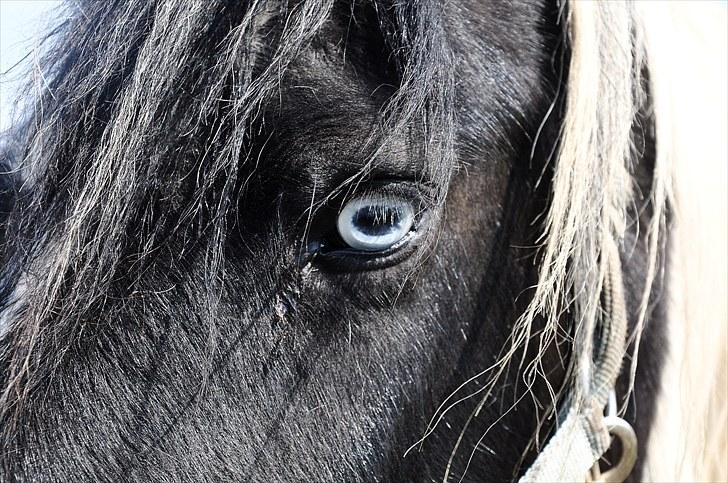 Irish Cob Blue Eyes [Himmelhest] billede 17