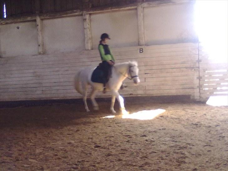 Pinto Charming Lady<3 Solgt :'( - 9, Mig der ride Lady, i trav- mit ynglings billede billede 9