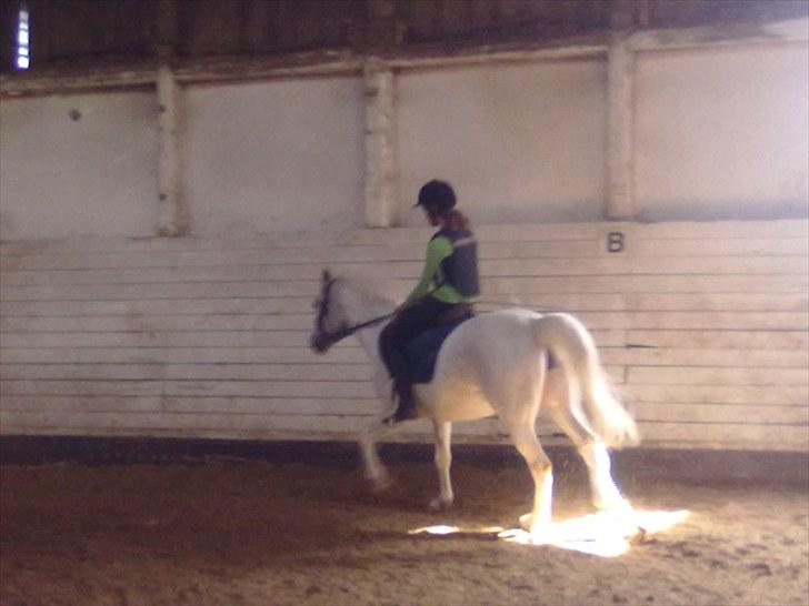 Pinto Charming Lady<3 Solgt :'( - 12 mig der ride lady i overgang fra gallop til trav billede 12