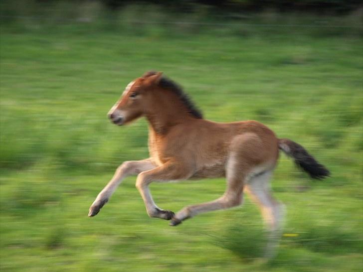 Islænder Fyrsta fra Piparhus - Fyrsta i galop, 17 dage gammel - det er da en galop der vil noget [Foto: Mor] billede 14