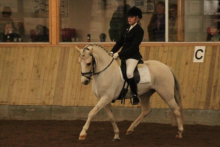 Welsh Pony af Cob-type (sec C) Ræveskiftets Nardi B-Pony RIP - dressur stævne 1.plads LA1 billede 10