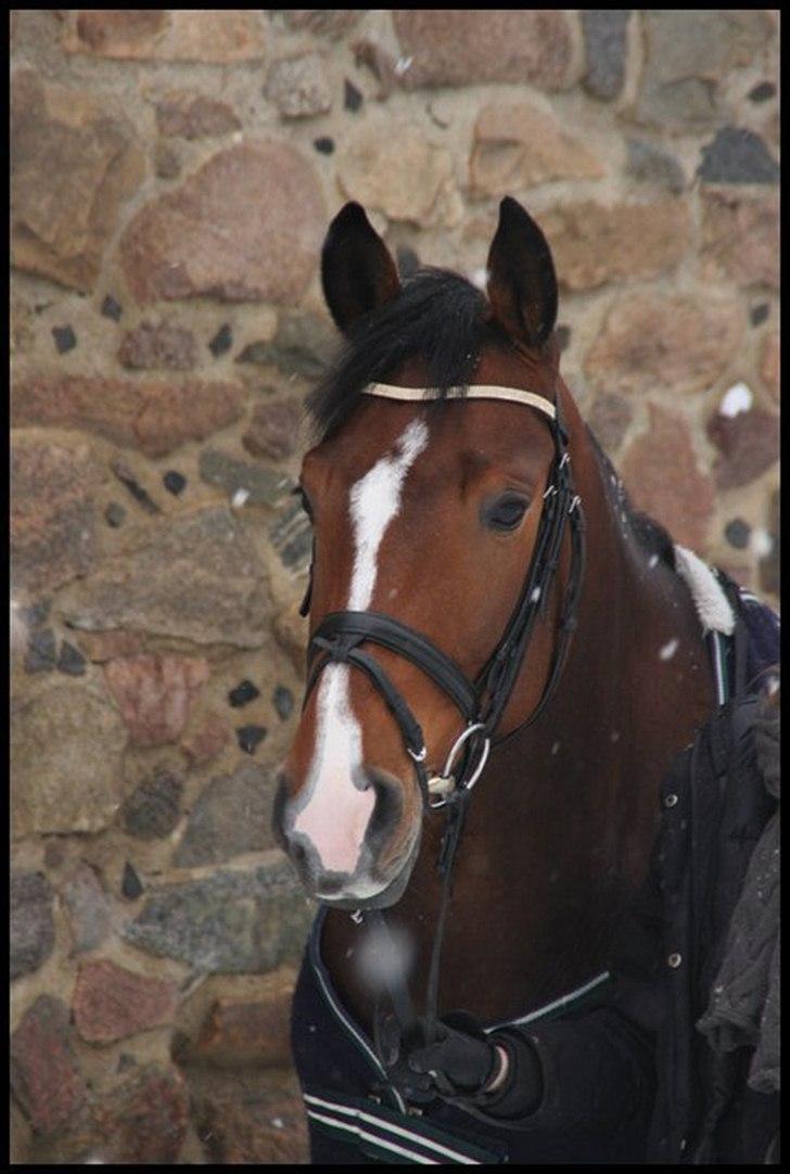 Trakehner Wisconsin M - R.I.P :'( - NYT! i sneen i vinterferien :) billede 1