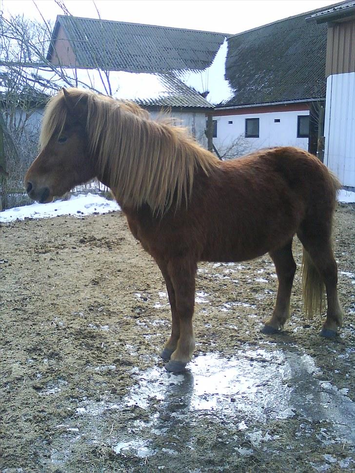 Islænder una fra skyggefaxe billede 2