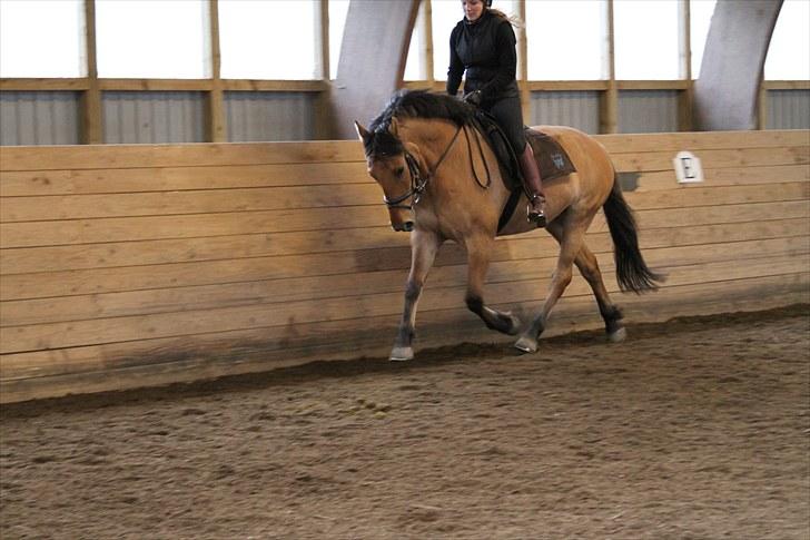 Anden særlig race  Aslan,  Solgt billede 13