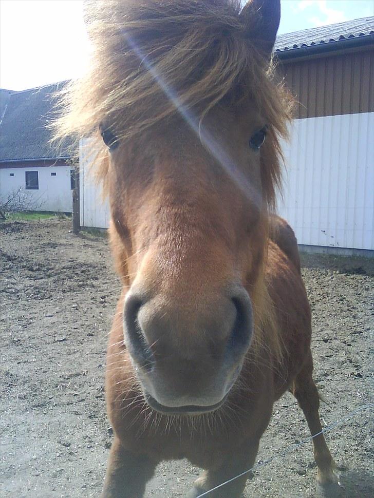 Islænder una fra skyggefaxe billede 1