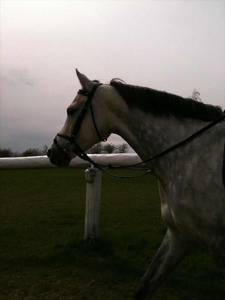 Anden særlig race Kes-esmee *Kiksen*~Solgt billede 19