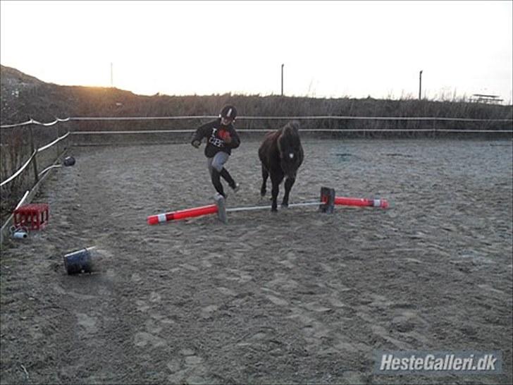 Shetlænder axel *SOLGT*:'( - 20 billede 18