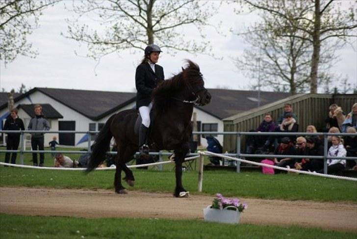 Islænder Ábóti frá Vatnsleysu  - Øgninger. billede 4