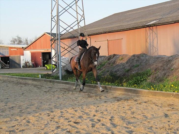 Holstener Mr. Regan/Raket billede 9