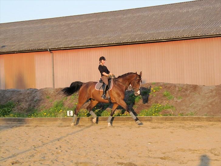 Holstener Mr. Regan/Raket billede 11