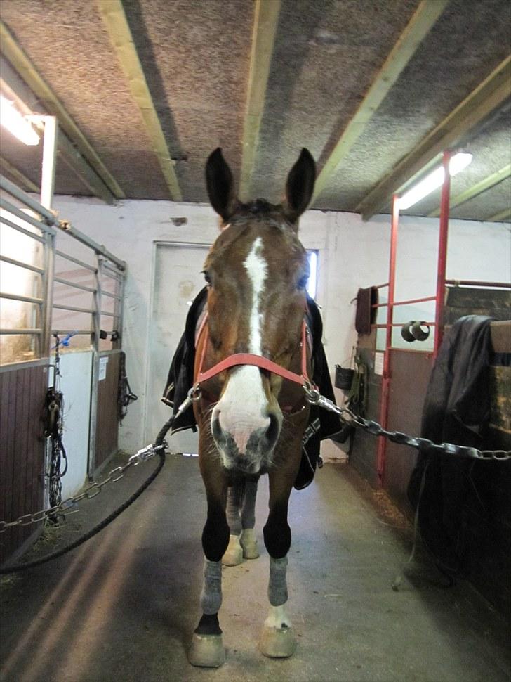 Holstener Mr. Regan/Raket billede 12