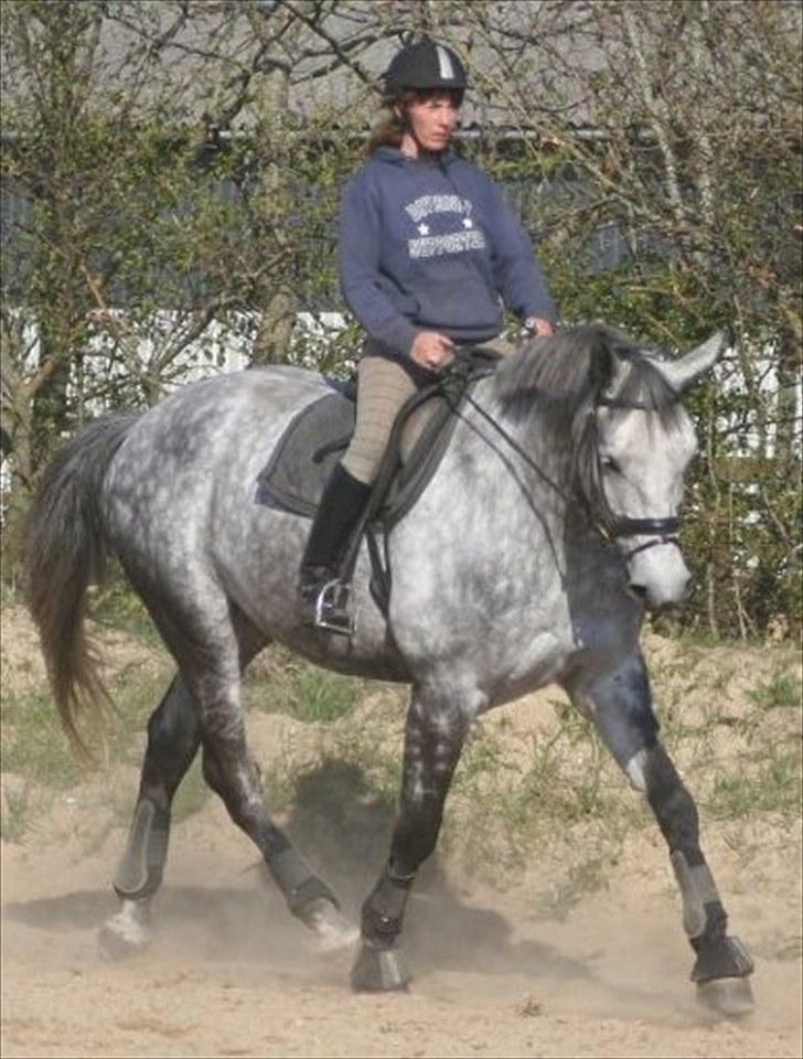 Trakehner Amadeus Stald Falkenberg   - Himmelhest - Synes han er ved at være fin, når han altså ikke er vild og blodig hæ hæ billede 15