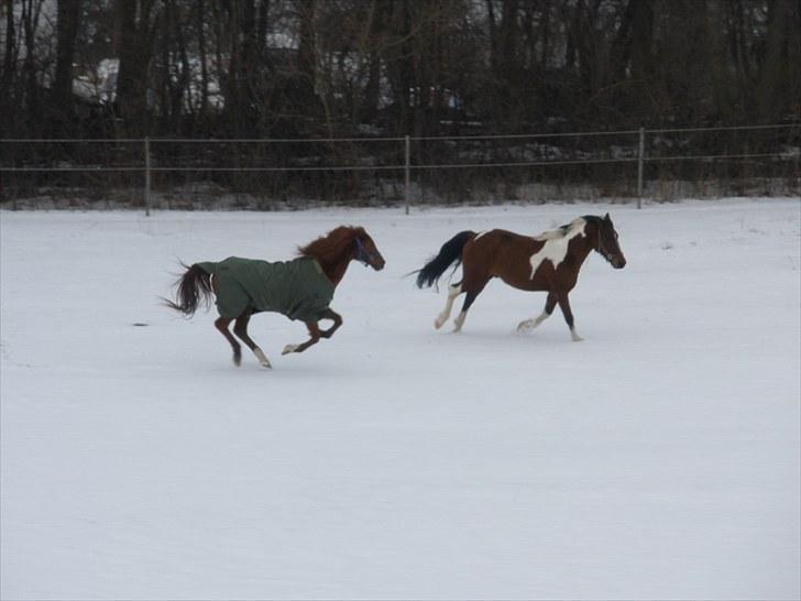 Sportsaraber (A) †Oliver† - D. 26/2-10 - Foto: SR billede 10