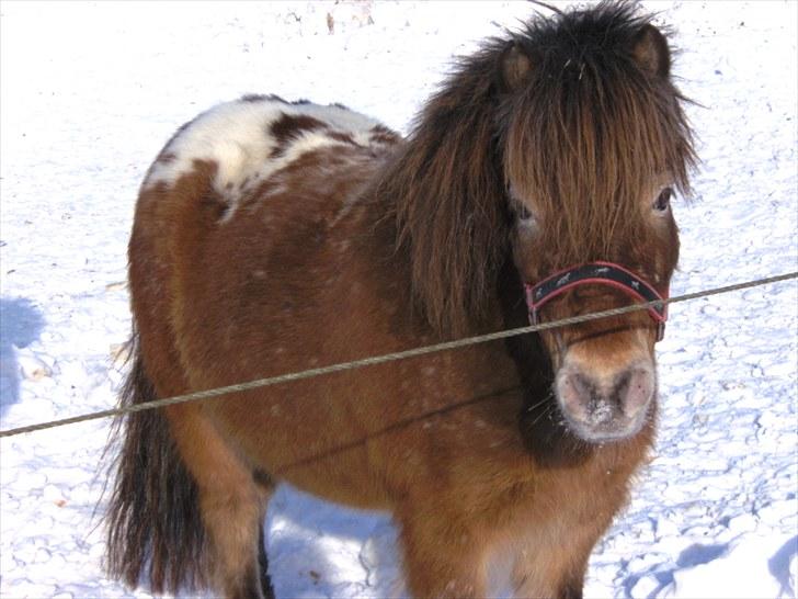 Shetlænder Tarpan's Gutte *Solgt* - når hvor er du cute <3 billede 14