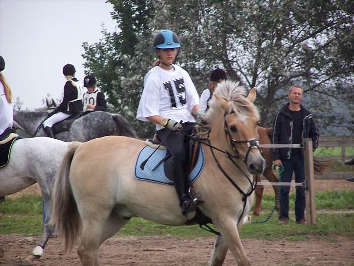 Anden særlig race Sylvester billede 17