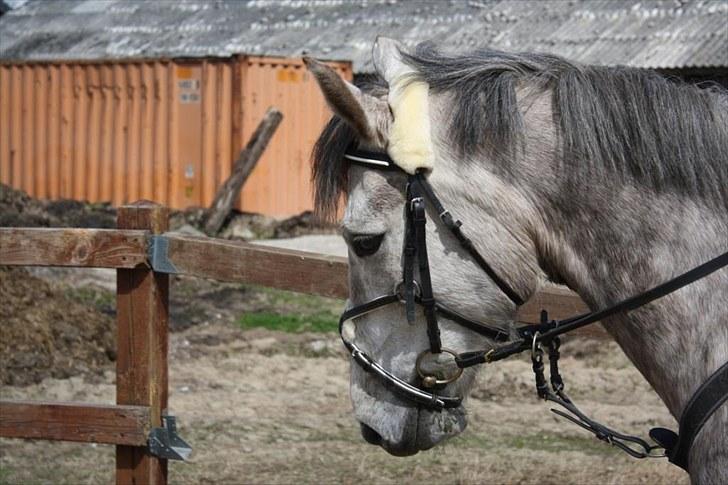 Anden særlig race Ørum´s Ayrton billede 7