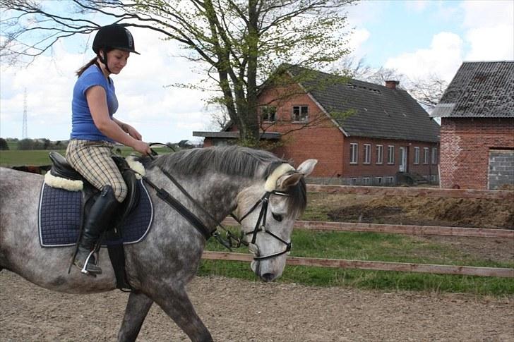 Anden særlig race Ørum´s Ayrton billede 8