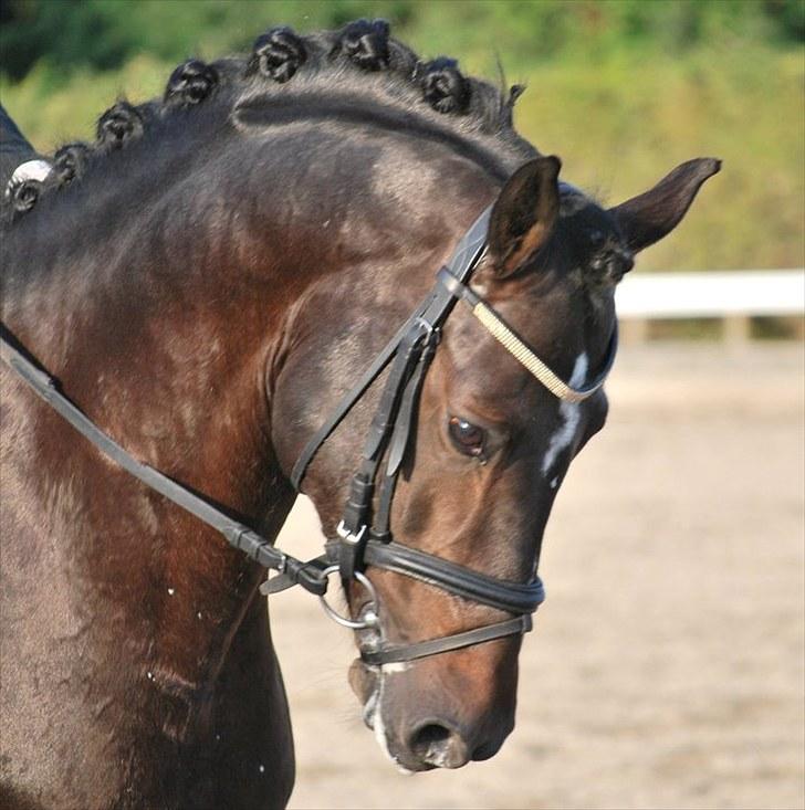 Tysk Sportspony Holsteins Number One (A-pony) - solrød. taget af line mune, tak! :D billede 11