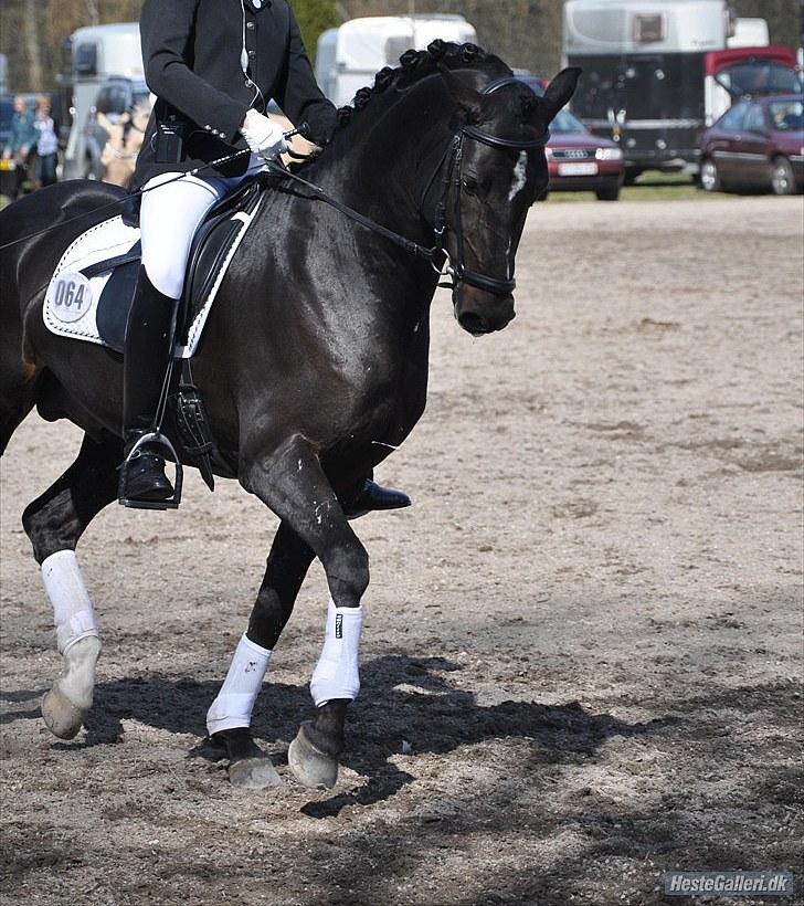 Tysk Sportspony Holsteins Number One (A-pony) - Bernstofparken april 2010. 3. afdeling af kbh-mesterskabet. taget af Louise Clausen - tak! billede 12