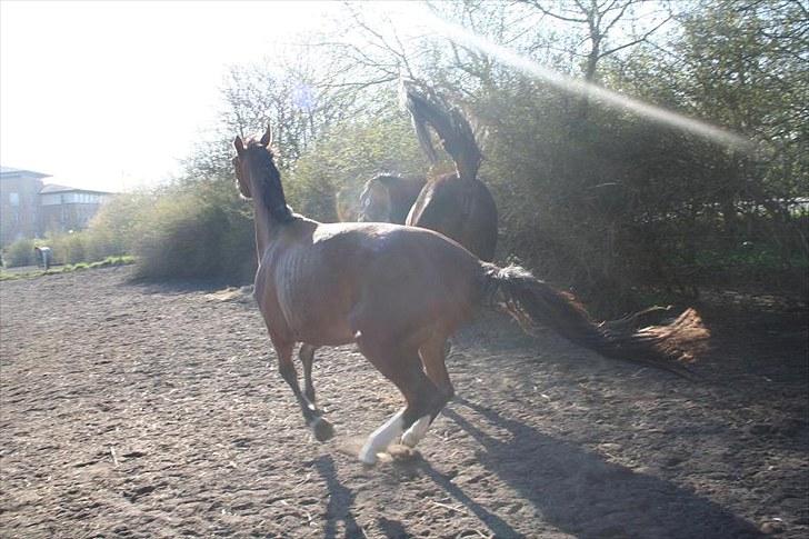 Dansk Varmblod Duke *Solgt* - Av billede 4