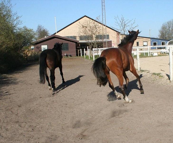 Dansk Varmblod Duke *Solgt* - Dumme Millamonde, hun gider ikke lege :) billede 5